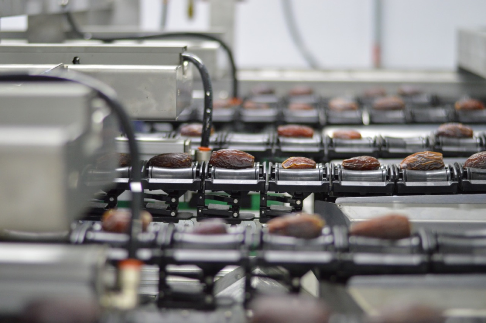 Technology-assisted Medjool sorting line