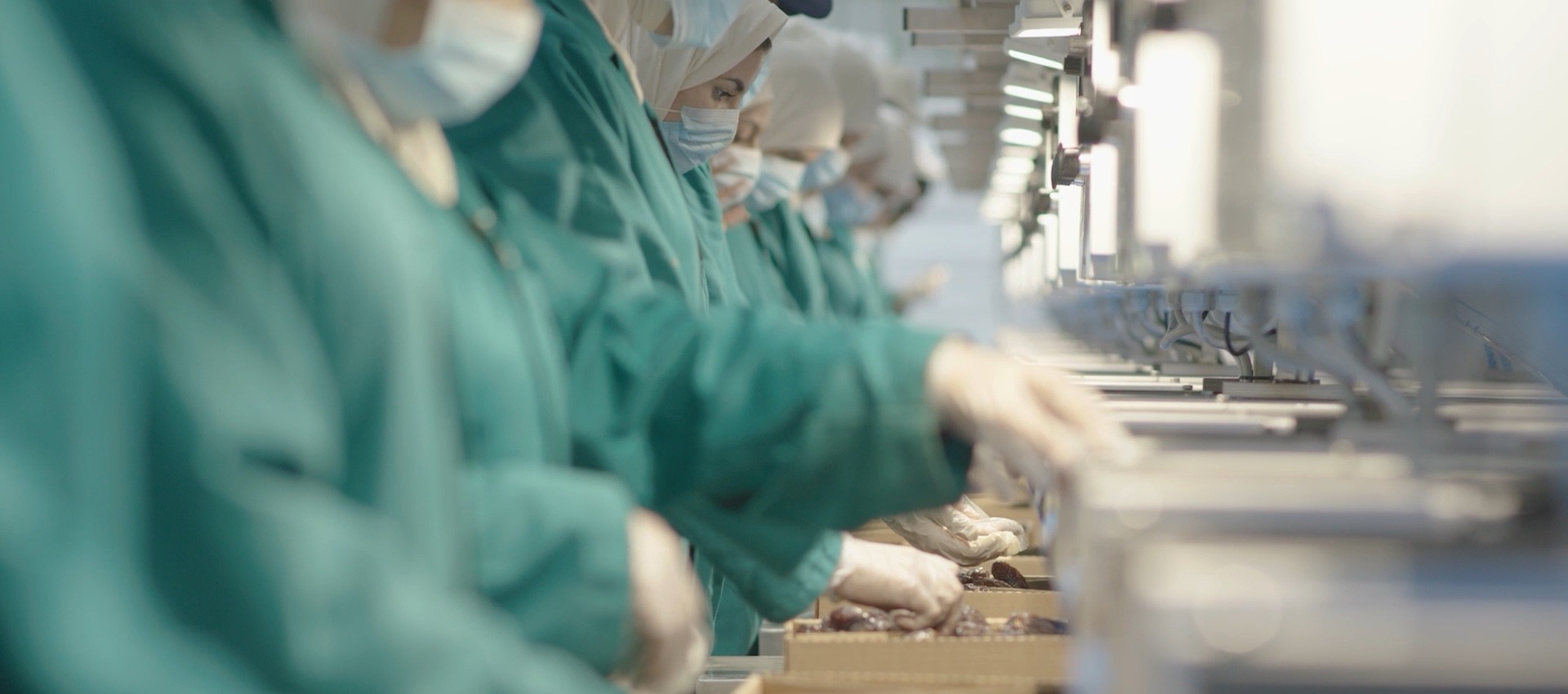 Abu Ayyash team sorting Medjool dates on the packing line