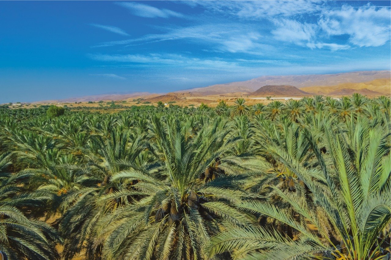 Abu Ayyash date palms and the mountains of the Jordan Valley