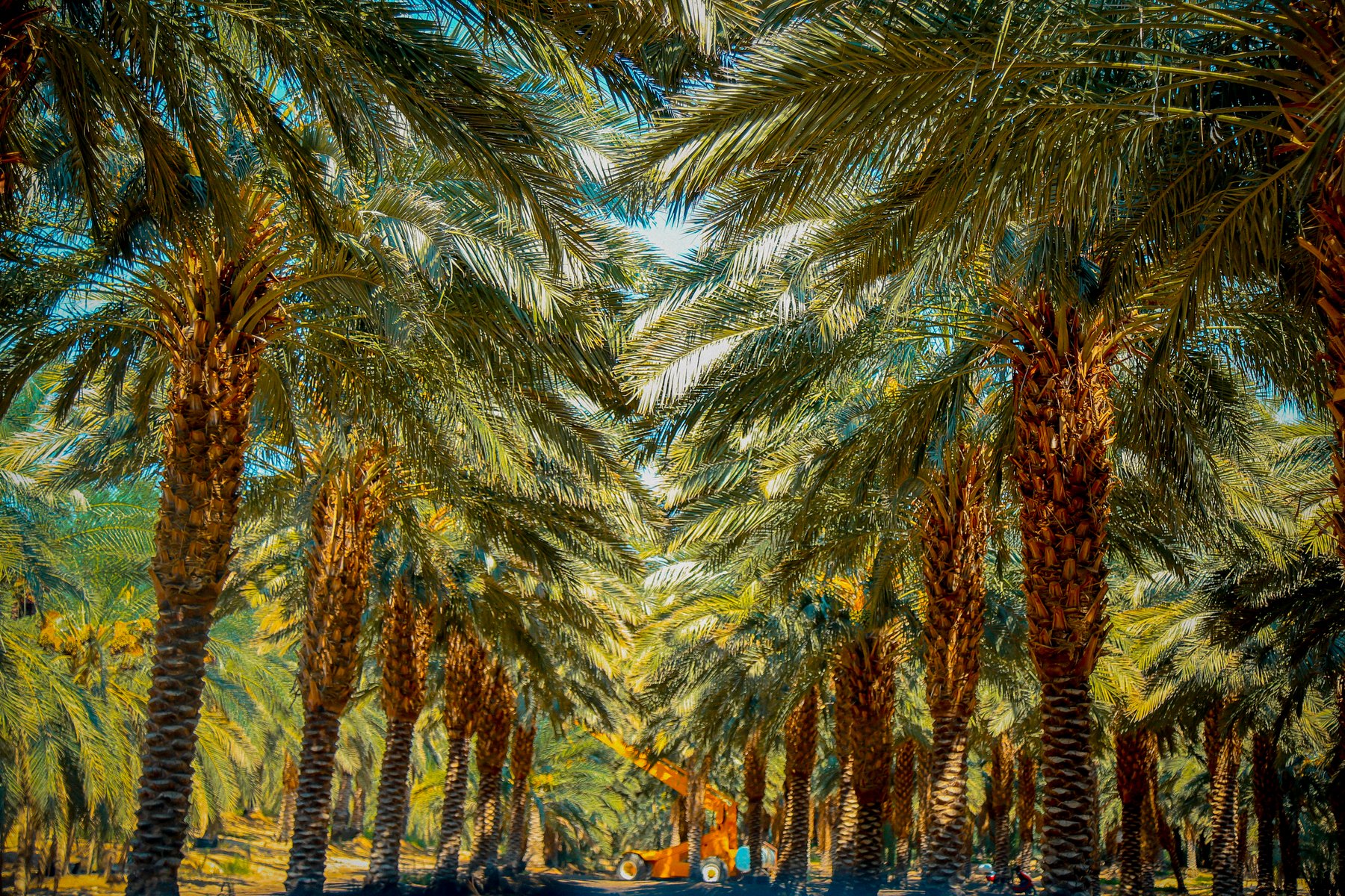 A walkway through Abu Ayyash Farms palms in Al Karameh